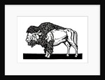 Bison of the Old American West by Anonymous