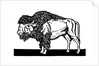 Bison of the Old American West by Anonymous