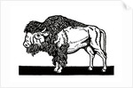 Bison of the Old American West by Anonymous