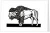 Bison of the Old American West by Anonymous