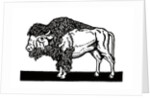 Bison of the Old American West by Anonymous