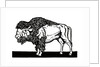 Bison of the Old American West by Anonymous
