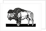 Bison of the Old American West by Anonymous