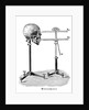Goniometer measuring human skull by Anonymous