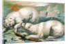 Two polar bears fighting over seal by Anonymous