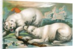 Two polar bears fighting over seal by Anonymous