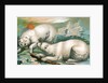 Two polar bears fighting over seal by Anonymous