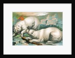 Two polar bears fighting over seal by Anonymous