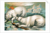 Two polar bears fighting over seal by Anonymous