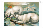 Two polar bears fighting over seal by Anonymous