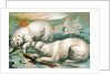 Two polar bears fighting over seal by Anonymous