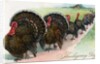 Thanksgiving turkeys marching in line by Anonymous