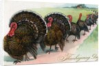Thanksgiving turkeys marching in line by Anonymous