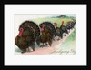 Thanksgiving turkeys marching in line by Anonymous