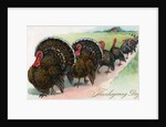 Thanksgiving turkeys marching in line by Anonymous
