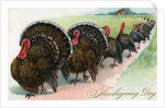 Thanksgiving turkeys marching in line by Anonymous