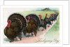 Thanksgiving turkeys marching in line by Anonymous