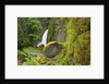 Tanner Creek Falls, Columbia River Gorge National Scenic Ates, Oregon by Anonymous