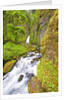 Tanner Creek Falls, Columbia River Gorge National Scenic Ates, Oregon by Anonymous
