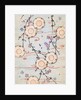 Woodblock print of lanterns in a blooming cherry tree by Anonymous
