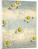 Woodblock print of daisy blossoms and grass by Anonymous