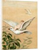 Fairy riding a white dove by Anonymous