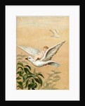 Fairy riding a white dove by Anonymous