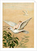 Fairy riding a white dove by Anonymous