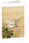 Fairy riding a white dove by Anonymous
