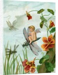Winged fairy riding a dragonfly near nasturtium blooms by Anonymous