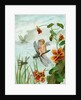 Winged fairy riding a dragonfly near nasturtium blooms by Anonymous