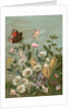 Fairies frollicking among daisies and a butterfly by Anonymous