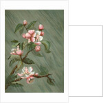 Fairies hiding in rose blossoms in the rain by Anonymous