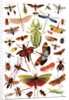 Vintage illustration of winged insects by Anonymous