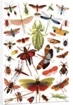 Vintage illustration of winged insects by Anonymous