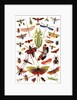Vintage illustration of winged insects by Anonymous