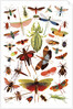 Vintage illustration of winged insects by Anonymous