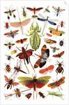 Vintage illustration of winged insects by Anonymous