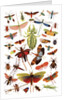 Vintage illustration of winged insects by Anonymous