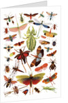 Vintage illustration of winged insects by Anonymous