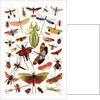 Vintage illustration of winged insects by Anonymous
