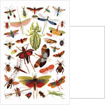 Vintage illustration of winged insects by Anonymous