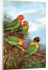 Red headed parrots in natural habitat by Anonymous