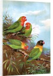 Red headed parrots in natural habitat by Anonymous