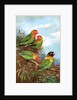 Red headed parrots in natural habitat by Anonymous