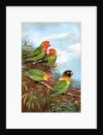 Red headed parrots in natural habitat by Anonymous