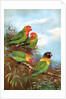 Red headed parrots in natural habitat by Anonymous