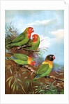 Red headed parrots in natural habitat by Anonymous