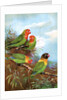 Red headed parrots in natural habitat by Anonymous