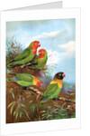 Red headed parrots in natural habitat by Anonymous